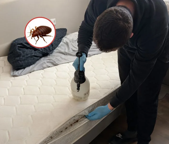 Technicien traitant un matelas contre les punaises de lit à Hérouville-en-Vexin